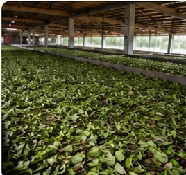 Fresh tea leaves